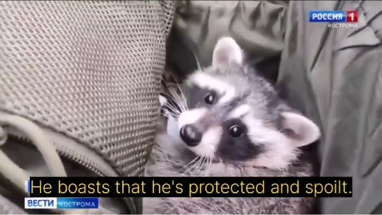VIDEO Propaganda rusă în acțiune: Un raton „evacuat” de la grădina zoologică din Herson devine „simbolul parașutiștilor ruși și al victoriilor lor”