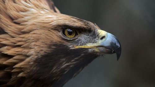 Aproape 70% din fauna sălbatică a dispărut din 1970, potrivit WWF