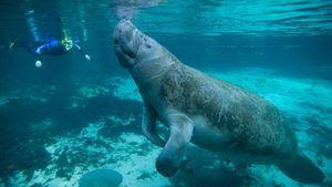 Lamantinii din Florida, afectați de mortalitate excesivă din cauza foametei, vor fi hrăniți de autoritățile americane