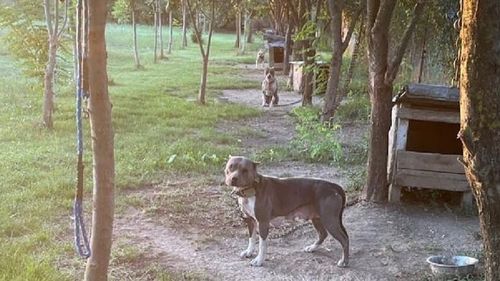 Bărbat din Giurgiu, cercetat pentru intervenții chirurgicale asupra unui animal / Modifica aspectul câinilor