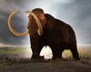 ADN de mamut lânos, descoperit în excremente fosilizate de veveriță vechi de până la 700.000 de ani