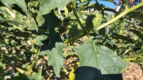 Invazie misterioasă în Irak: O plantă otrăvitoare a luat prin surprindere autoritățile și cercetătorii / ”Ciumăfaia”, periculoasă în agricultură.