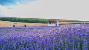 Destinații pentru minivacanță: Zece lanuri de lavandă din toate colțurile țării, unde te poți relaxa în aceste zile / Planta cu miros inconfundabil este în perioada de înflorire maximă, iar în curând va fi culeasă