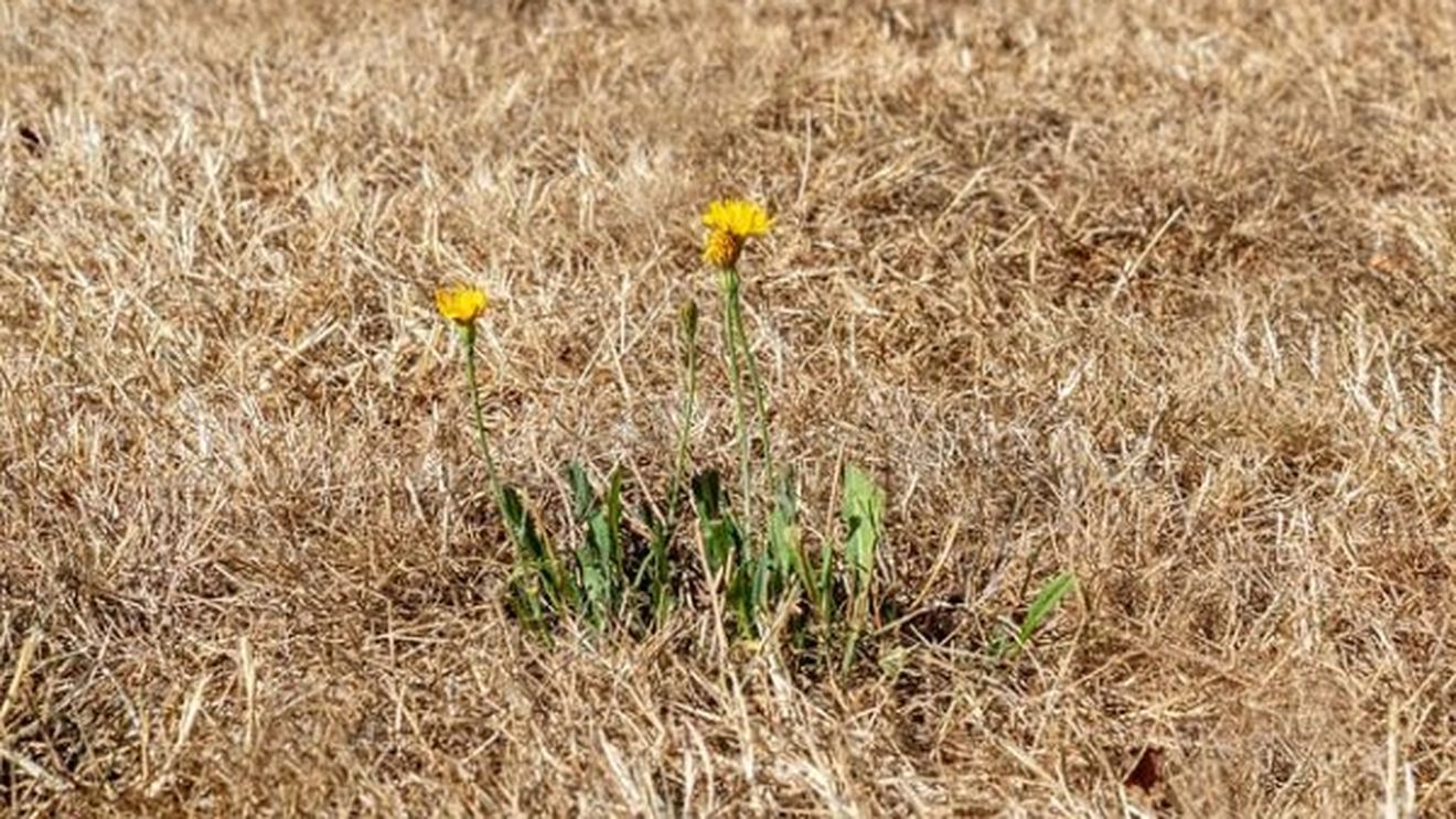 Canicula ar putea să mistuie 80 de milioane de joburi