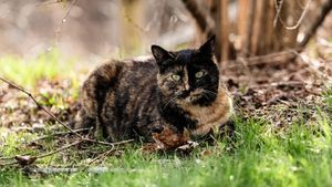 O pisică abandonată le face oamenilor cadouri, în speranța că cineva o va adopta. Gestul lui Appletini a emoționat iubitorii de animale