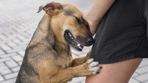 11 tipuri de agresivitate la câini explicate de experți: de la frică și durere la instinct și confuzie. Cum recunoști semnele și ce trebuie să faci pentru a le corecta comportamentul