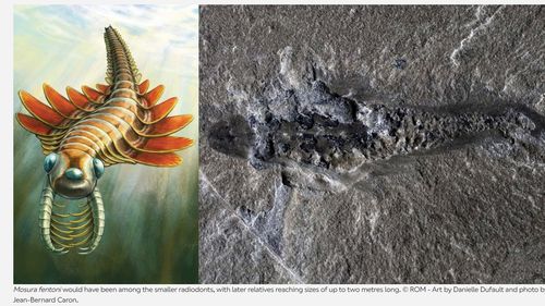 O specie de prădător cu trei ochi care a trăit în Ocean a fost descoperită de oamenii de știință