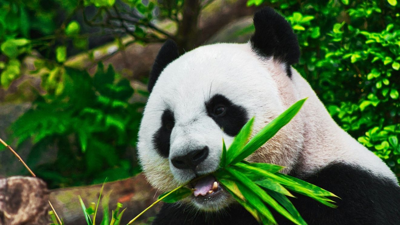 Un habitat dedicat urşilor panda uriaşi, inaugurat cu mare fast la o grădină zoologică din California