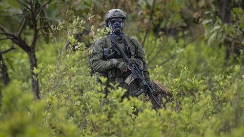 Culturile ilegale de coca în Columbia au atins un nivel istoric în 2021 (ONU)