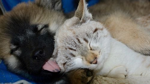 Turnul Sfatului: Sibiul are o nouă problemă: s-a umplut de pisici comunitare / Problema a apărut după ce a scăzut numărul câinilor vagabonzi