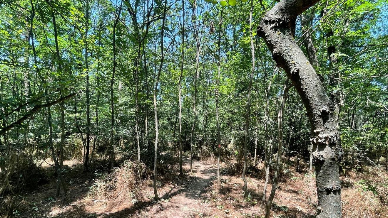 Cruci care pomenesc victimele ciumei din vremea domnitorului Caragea, găsite într-o pădure din Buzău, ar putea fi incluse într-un traseu turistic