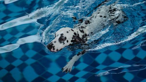 Hidroterapia pentru câini: de ce tot mai mulți veterinari o recomandă. Cum poate fi apa cel mai bun medicament pentru câinele tău