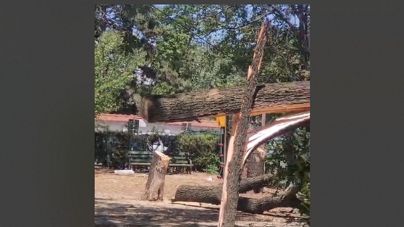 VIDEO Doi indivizi filmați când taie cu drujbele copacii de pe un teren privat din Sectorul 3, București, în plină zi/ Cel puțin 15 copaci doborâți/ Caz similar cu Parcul IOR pentru a obține mai ușor dreptul de a construi