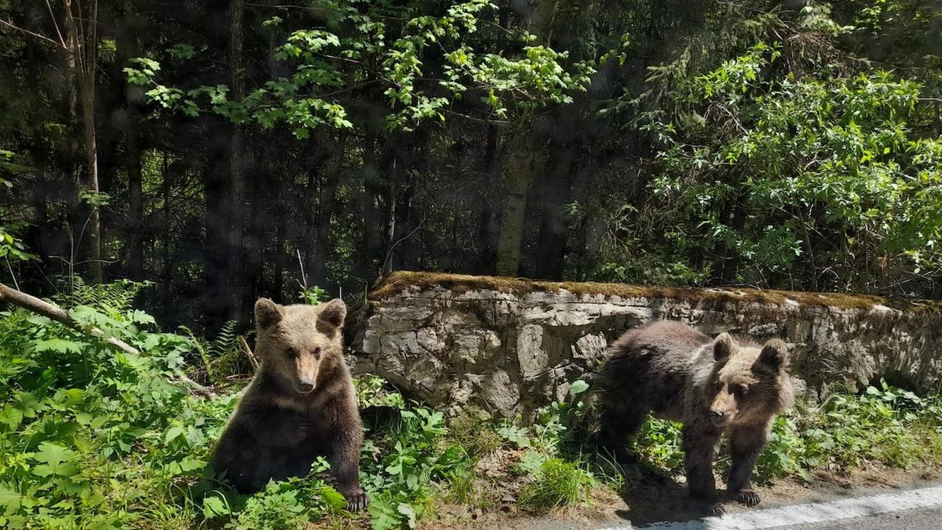 Mesaje RO-Alert în Breaza şi Buşteni, pentru a semnala prezenţa unor urşi