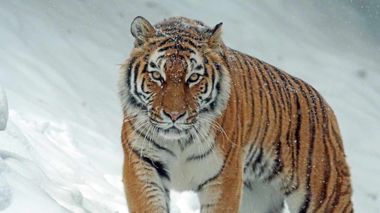 STUDIU Aproape jumătate dintre speciile de animale suferă în prezent un declin al populaţiei lor