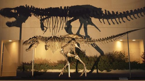 Rămăşiţele unei noi specii de dinozaur, prădător cu o lungime de aproximativ 8-9 metri, descoperite în Kârgâzstan