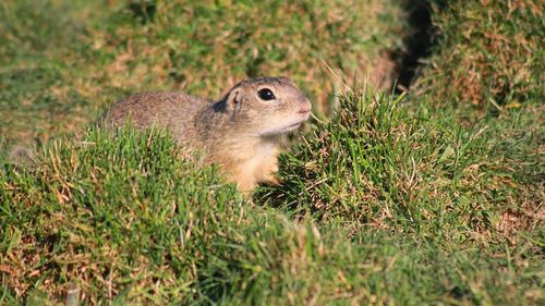Buhaiul de baltă și poponetele se opun dezvoltării Buzăului. Primarul municipiului e deranjat că din cauza celor două animale nu se poate planta o pădure și amenaja un lac