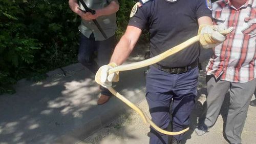 VIDEO Apel la 112 după ce un bucureștean a descoperit un șarpe în Piața Victoriei/ Jandarmii au capturat reptila și au eliberat-o în mediul său natural