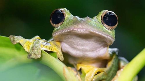 STUDIU O specie de broască se camuflează imitând excremente pentru a scăpa de prădători