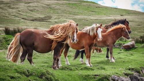 Ponei dispăruți fără explicație din curtea stăpânului. Bărbatul dă vina pe vecinii săi, vulturii uriași: „Nu se dizolvă în aer”
