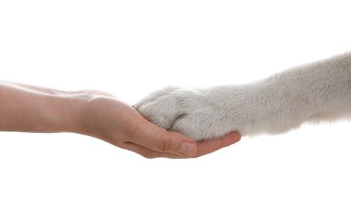 Cum să-ți protejezi animalele de companie în caz de dezastru