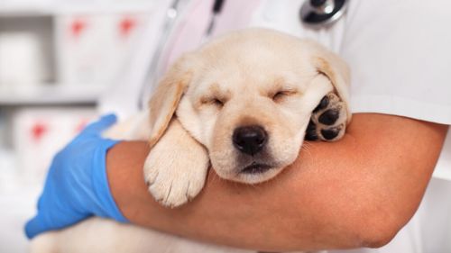 Veterinarul care schimbă regulile: Microbiomul intestinal, secretul unui câine sănătos / Cum să îți ajuți câinele să trăiască mai mult prin nutriția axată pe intestin