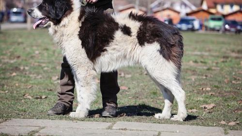 Cei mai frumoși câini ciobănești din țară se aleg în Bran, la sfârșitul săptămânii / 250 de mioritici vor participa la un concurs național dedicat acestei rase