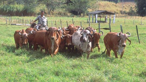 Crescător de vite brazilian, condamnat să plătească daune de 50 de milioane de dolari pentru despăduriri făcute în Pădurea Amazoniană / Bărbatul, obligat să restaureze zona