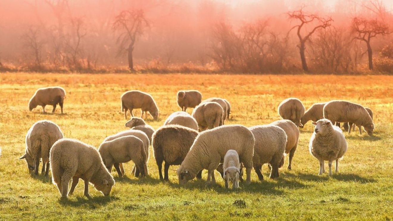Ministerul Agriculturii: Compania Eco Partnersheep Insulation va primi un ajutor de stat de 182 milioane lei pentru a construi în România „cea mai mare fabrică de procesare a lânii din Europa” / Valoarea investiției este egală cu valoarea ajutorului de stat / Controverse privind schema de sprijin