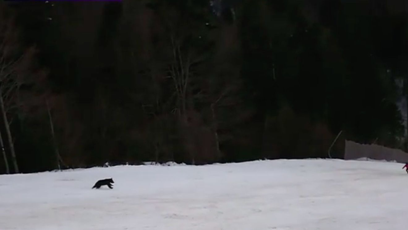 Ursul care a fugărit un schior pe pârtia din Clăbucet a fost capturat. Acesta va fi transportat pe un fond cinegetic din Bihor