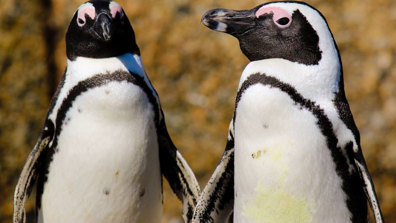 Înfometați, pinguinii africani își hrănesc puii cu pietre