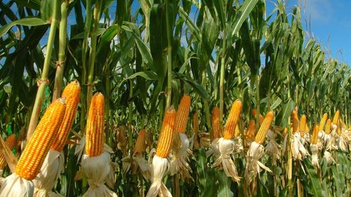 Fermierii români rămân cu despăgubiri de 10 milioane euro de la UE pentru cerealele din Ucraina / USR și Forța Dreptei cer demisia ministrului Petre Daea