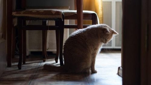 Cum să-ți ajuți animalele de companie să se recupereze după un dezastru