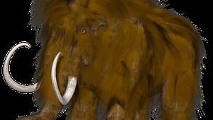 Un incisiv de mamut lânos contemporan cu primii oameni moderni, descoperit într-o ravenă, în județul Buzău