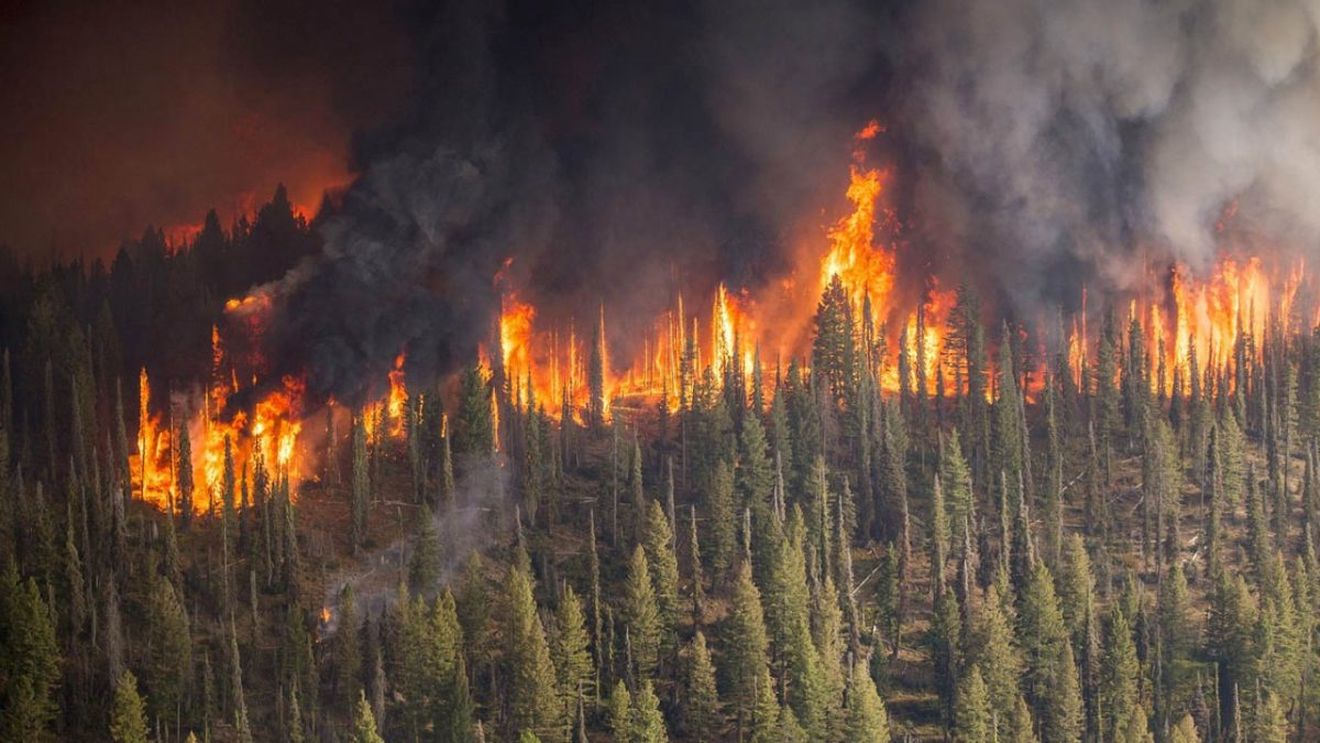 Peste 1 milion de hectare, mistuite de incendiile forestiere active în Siberia