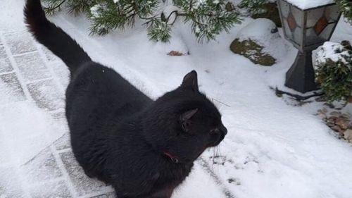 De la animal de companie la actor politic: Pisica Nuodėgulis, mai influentă decât parlamentarii. Felina a ajuns să decidă demiterea șefei televiziunii publice din Lituania