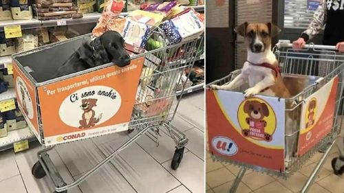 Supermarketurile din Italia reinventează sesiunile de shopping: cărucioare speciale pentru câini și stăpânii lor