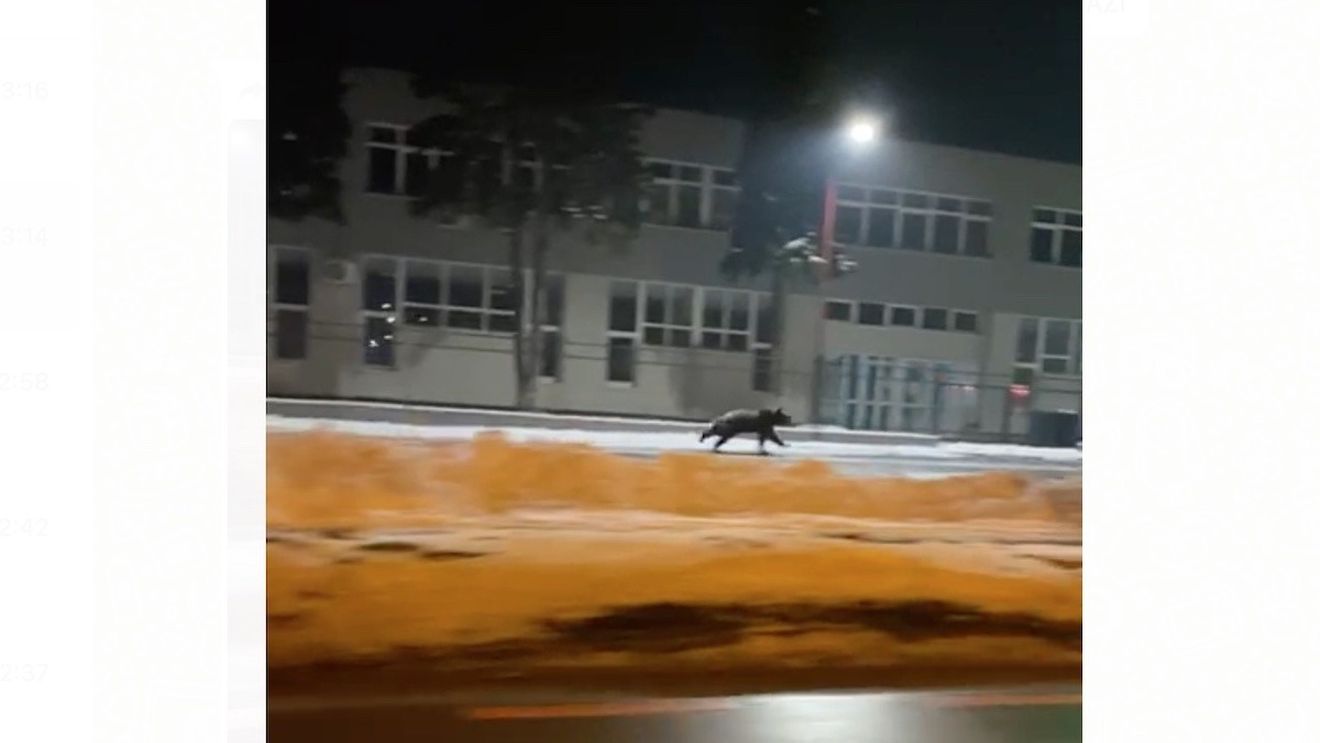 VIDEO Urs filmat în municipiul Sibiu, luni seară. A fost emis mesaj RoAlert