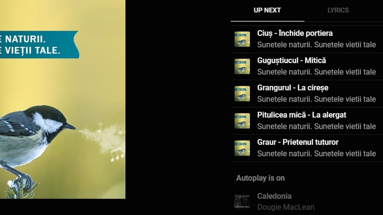 AUDIO Cântecele păsărilor din România pot fi ascultate pe un album editat de Societatea Ornitologică