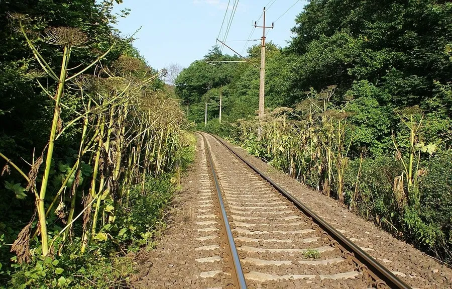 planta, oytravitoare, branca ursului, rusia