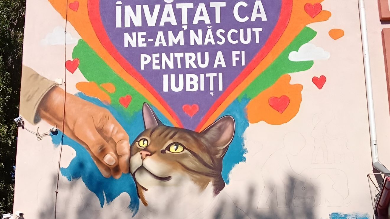 VIDEO EXCLUSIV | Povestea Lunei, pisica-mascotă a unei școli din Capitală: Dintr-un subsol plin de suferință, pe un mural care aduce zâmbete sutelor de elevi