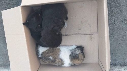 Un bărbat din Buzău a fost amendat cu 12.000 de lei pentru că a abandonat 7 pui de câine pe o stradă/ Polițiștii s-au autosesizat în urma unei înregistrări video apărute pe o rețea de socializare