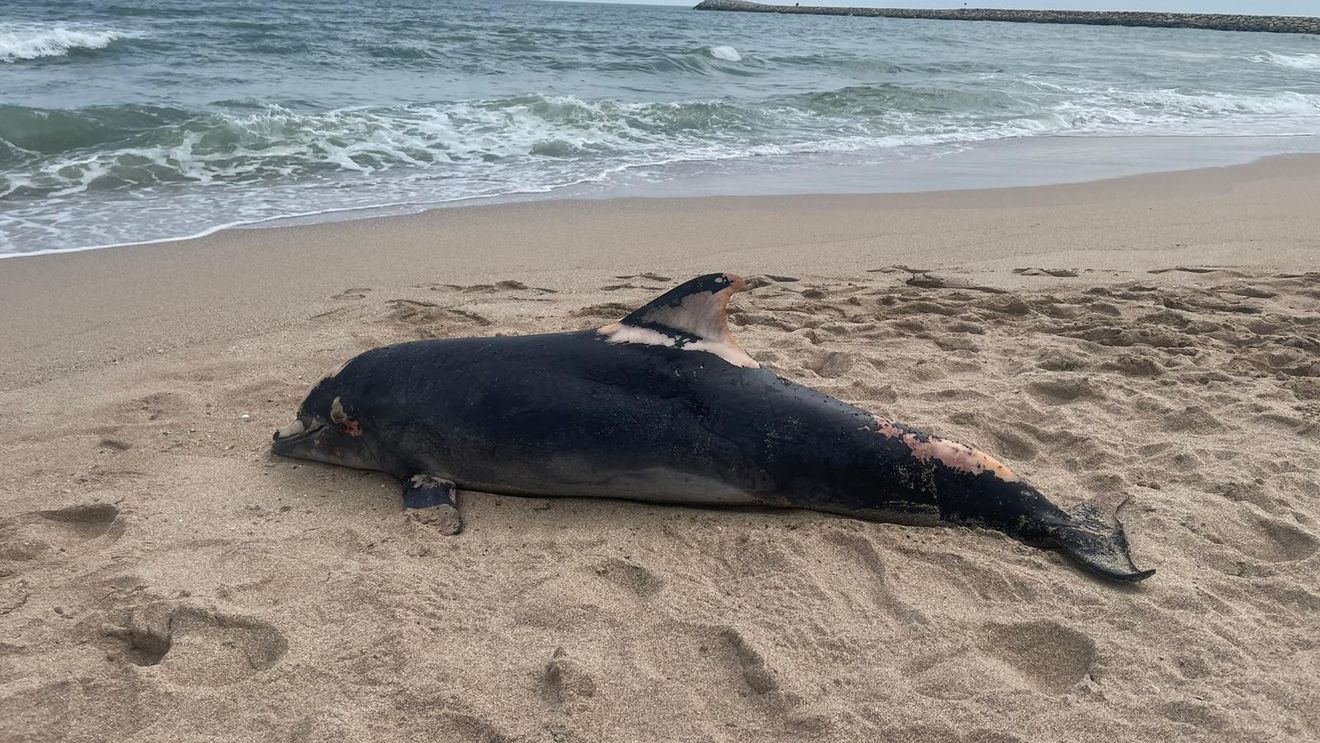 Patru delfini au eșuat pe plajele din Eforie Nord și Constanța, în ultimele două zile