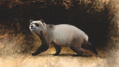 O specie necunoscută de panda uriaș, care a trăit în Europa în urmă cu 6 milioane de ani, descoperită cu ajutorul unor dinți păstrați la un muzeu din Bulgaria