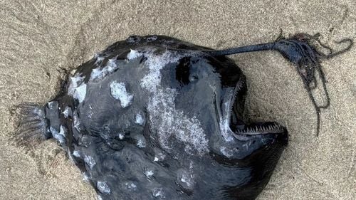 Un pește cu aspect "monstruos" găsit pe plajă / E atât de rar, încât omul nu l-a văzut aproape niciodată / ”Folosesc lumina care strălucește de la un ”bec fosforescent” de pe frunte pentru a atrage prada”