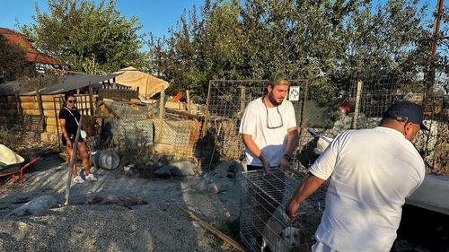 Apel disperat după un incendiu în Ilfov: Zeci de câini și pisici au nevoie de ajutorul ONG-urilor și iubitorilor de animale