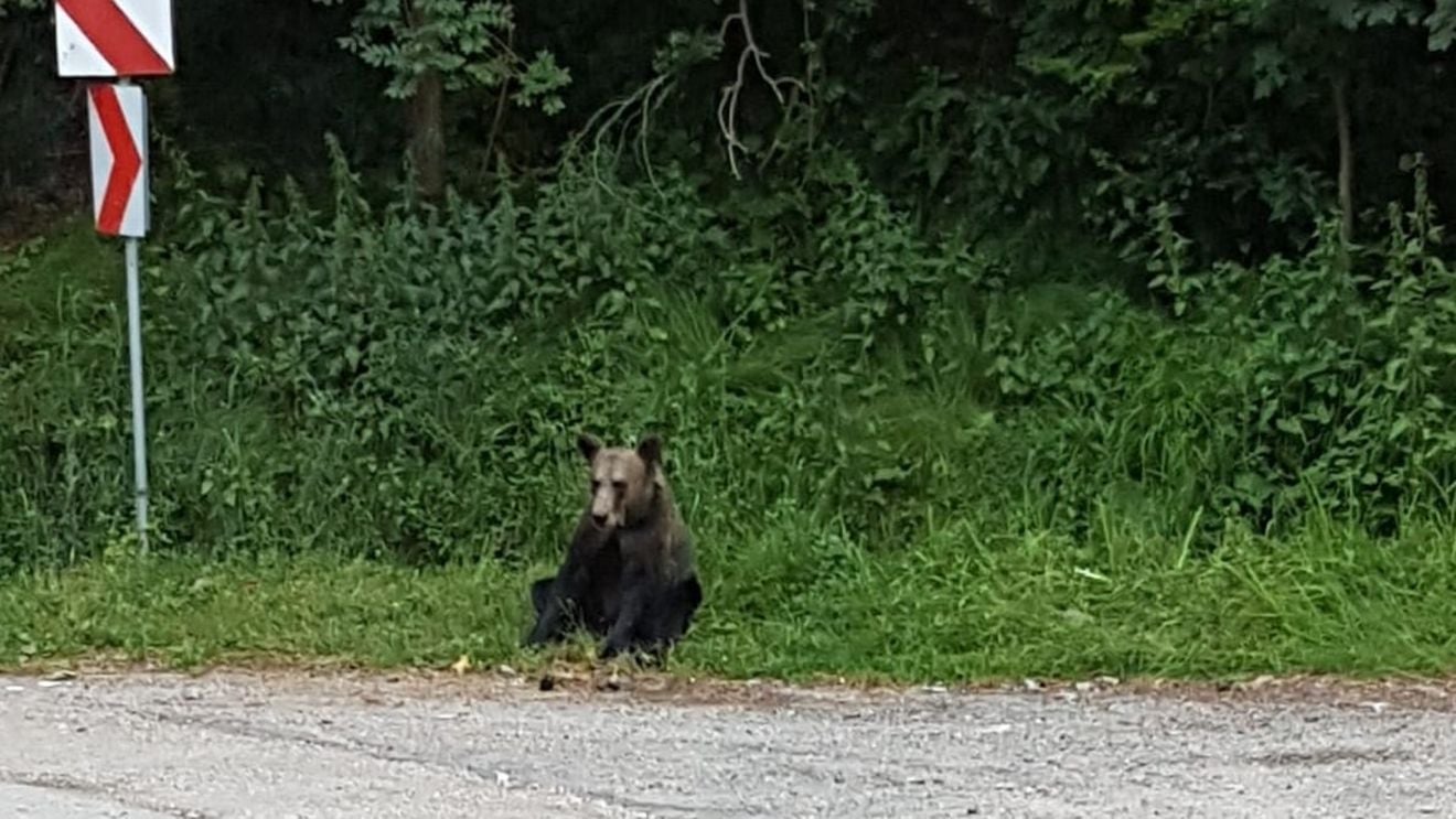 Turist străin, muşcat de un urs pe care încerca să îl hrănească, pe Transfăgărăşan / A fost emis mesaj RO-Alert