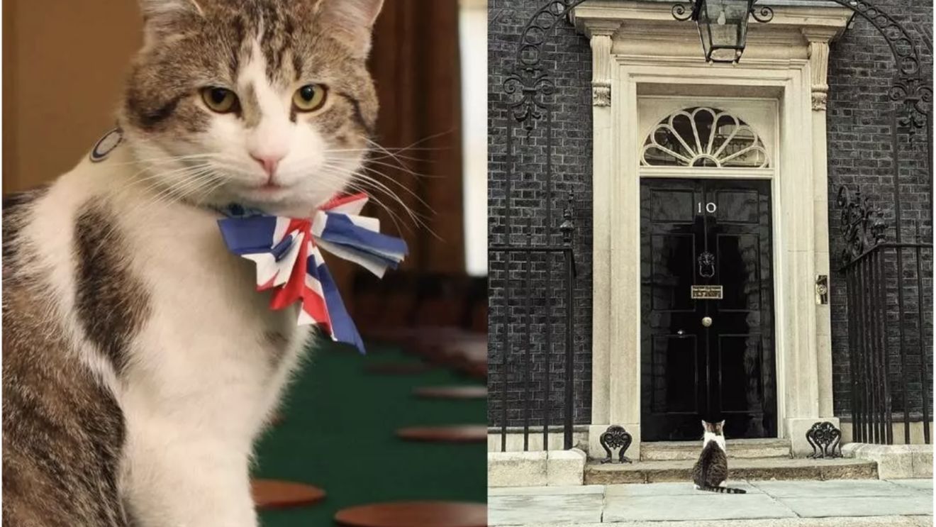Plan elaborat pentru anunțarea morții Motanului Larry de la 10, Downing Street