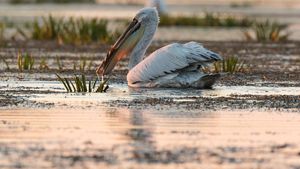 Scade numărul turiștilor în Delta Dunării / ”Se vede din fluxul de ambarcaţiuni pe care le întâlneşti pe canale şi lacuri” / ”Să facă membrii Guvernului concediile în Deltă, ar fi un exemplu”