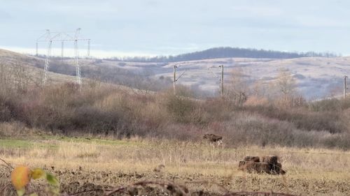 Un elan a fost surprins cum se plimba pe un teren viran, în județul Hunedoara /Asociația Rewilding Romania: Deşi momentan nu se ştie de unde a venit animalul, este cunoscut faptul că în Ucraina şi Polonia există populaţii stabile de elani